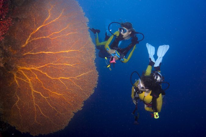 Pacific Ocean, Palau, scuba divers in coral reef with Giant Fan Coral